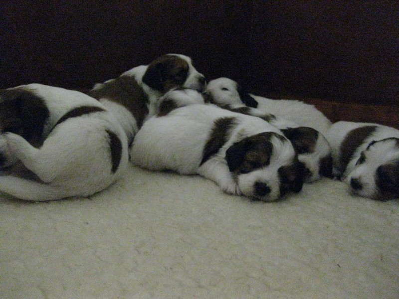 Puppies